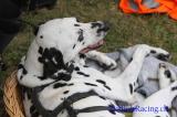 CS5 Viggiu 2012 130.jpg